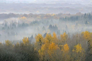Images Dated 9th April 2012: Landscape view of Vosges Forest at dawn, France, November 2011