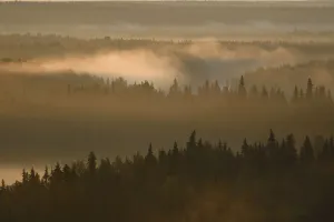 Boreal Forest Gallery: Landscape of the Virgin Komi Forests UNESCO World Heritage site at sunrise