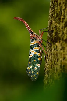 Lantern bug (Pyrops / Laternaria candelaria) Ha Pak Nai, Yuen Long District, Hong Kong Lantern bug (Pyrops / Laternaria candelaria) Ha Pak Nai, Yuen Long District, Hong Kong