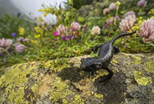 Lanza's salamander (Salamandra lanzai), endemic to Cottian Alps, Monviso massif Lanza's salamander (Salamandra lanzai), endemic to Cottian Alps, Monviso massif