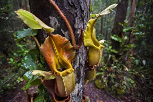 Large aerial pitchers of Veitchs pitcher plant (Nepenthes veitchii Large aerial pitchers of Veitchs pitcher plant (Nepenthes veitchii