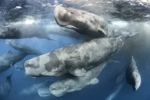 Large aggregation of Sperm whales (Physeter macrocephalus) engaged in social activity Large aggregation of Sperm whales (Physeter macrocephalus) engaged in social activity