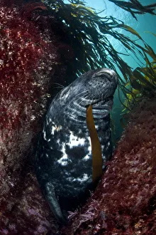 Large bull (male) Grey seal (Halichoerus grypus) chewing on a blade of kelp, resting Large bull (male) Grey seal (Halichoerus grypus) chewing on a blade of kelp, resting
