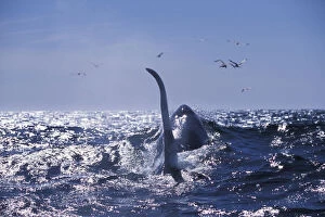 Images Dated 26th November 2005: Large dorsal fin of male transient killer whale {Orcinus orca} Monterey Bay, California