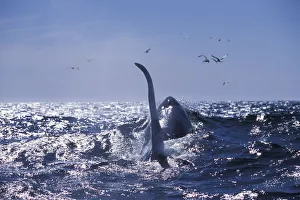 Large dorsal fin of male transient killer whale {Orcinus orca} Monterey Bay, California Large dorsal fin of male transient killer whale {Orcinus orca} Monterey Bay, California