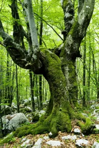 Large European beech (Fagus sylvatica) tree in pristine forest near the river Lepenjica Large European beech (Fagus sylvatica) tree in pristine forest near the river Lepenjica
