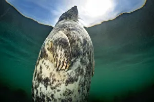 A large female Grey seal (Halichoerus grypus) probably heavily pregnant A large female Grey seal (Halichoerus grypus) probably heavily pregnant