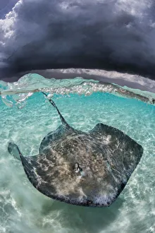 Large female Southern stingray (Hypanus americanus) in shallow water, under storm clouds Large female Southern stingray (Hypanus americanus) in shallow water, under storm clouds
