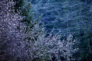Large flock of Bramblings (Fringilla montifringilla) roosting in trees with other Large flock of Bramblings (Fringilla montifringilla) roosting in trees with other
