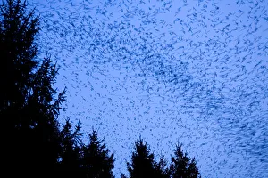 Large flock of Bramblings (Fringilla montifringilla) in flight at dusk, Ldersdorf Large flock of Bramblings (Fringilla montifringilla) in flight at dusk, Ldersdorf
