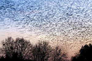 Large flock of Bramblings (Fringilla montifringilla) in flight at dusk, Ldersdorf Large flock of Bramblings (Fringilla montifringilla) in flight at dusk, Ldersdorf