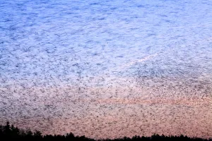 Large flock of Bramblings (Fringilla montifringilla) in flight at dusk, Ldersdorf Large flock of Bramblings (Fringilla montifringilla) in flight at dusk, Ldersdorf