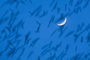 Large flock of Bramblings (Fringilla montifringilla) in flight at dusk in front of moon Large flock of Bramblings (Fringilla montifringilla) in flight at dusk in front of moon