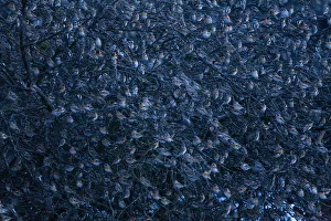 Large flock of Bramblings (Fringilla montifringilla) roosting in trees, Ldersdorf Large flock of Bramblings (Fringilla montifringilla) roosting in trees, Ldersdorf