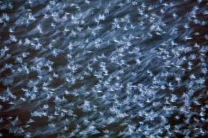 Large flock of Bramblings (Fringilla montifringilla) in flight at dusk, Ldersdorf Large flock of Bramblings (Fringilla montifringilla) in flight at dusk, Ldersdorf