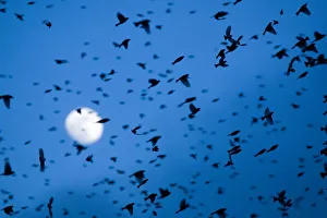 Large flock of Bramblings (Fringilla montifringilla) in flight at dusk, in front of Large flock of Bramblings (Fringilla montifringilla) in flight at dusk, in front of