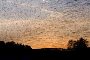 Large flock of Bramblings (Fringilla montifringilla) flying at sunset, Ldersdorf Large flock of Bramblings (Fringilla montifringilla) flying at sunset, Ldersdorf