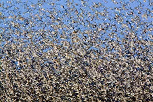 Wadden Sea Gallery: Large flock of waders in flight, Japsand, Schleswig-Holstein Wadden Sea National Park