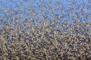 Large flock of waders in flight, Japsand, Schleswig-Holstein Wadden Sea National Park Large flock of waders in flight, Japsand, Schleswig-Holstein Wadden Sea National Park