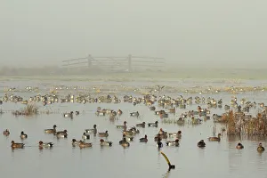 Large flock of Wigeon (Anas penelope) swimming and standing on flooded marshland Large flock of Wigeon (Anas penelope) swimming and standing on flooded marshland