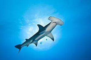 Images Dated 13th March 2006: A large Great hammerhead shark (Sphyrna mokarran), about 4m in length, cruises overhead