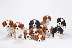 Large group of Cavalier King Charles Spaniel, puppies, three of which have tricolour coat Large group of Cavalier King Charles Spaniel, puppies, three of which have tricolour coat