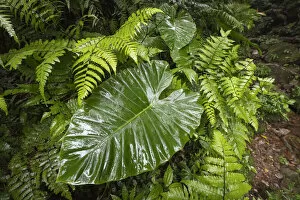 Taiwan Collection: Large leaf of Giant Elephants Ear (Alocasia odora), in rainforest, Yangminshan