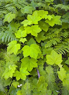 Large leaves on Pacific blackberry (Rubus ursinus) above bracken fern and horsetail Large leaves on Pacific blackberry (Rubus ursinus) above bracken fern and horsetail