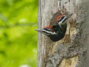 Two large Pileated woodpecker (Dryocopus pileatus) chicks near fledging age looking Two large Pileated woodpecker (Dryocopus pileatus) chicks near fledging age looking