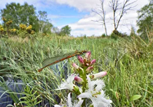 Large red damselfly (Pyrrhosoma nymphula) Brackagh Moss NNR, Portadown, Co. Armagh Large red damselfly (Pyrrhosoma nymphula) Brackagh Moss NNR, Portadown, Co. Armagh