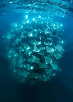 Large school of Munk's devil rays (Mobula munkiana) aggregating. West Coast of Baja California Peninsula, Mexico