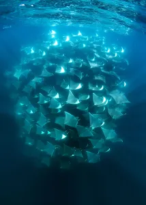 Large school of Munk's devil rays (Mobula munkiana) aggregating. West Coast of Baja California Peninsula, Mexico Large school of Munk's devil rays (Mobula munkiana) aggregating. West Coast of Baja California Peninsula, Mexico