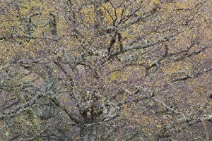 Images Dated 24th June 2011: Large Silver birch (Betula pendula) tree in autumn foliage, Glen Affric, Highland