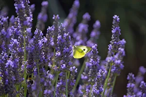 Large white butterfly (Pieris brassicae) feeding on lavender flowers in garden, England Large white butterfly (Pieris brassicae) feeding on lavender flowers in garden, England