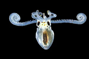 Larva of an Atlantic longarm octopus (Octopus defilippi) Atlantic Ocean off Cape Verde Larva of an Atlantic longarm octopus (Octopus defilippi) Atlantic Ocean off Cape Verde