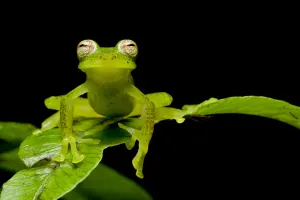 Las gralarias glass frog (Nymphargus lasgralarias) on leaf, Mindo, Pichincha, Ecuador Las gralarias glass frog (Nymphargus lasgralarias) on leaf, Mindo, Pichincha, Ecuador