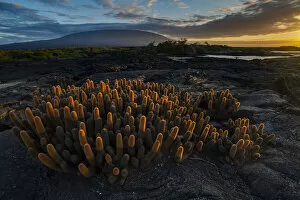 Volcanic Rocks Gallery: Lava cactus (Brachycereus nesioticus) growing on bare lava, Fernandina Island, Galapagos