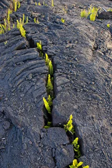 Lava field with growth of Dotted polypody fern (Polypodium pellucidum), Kilauea, Hawaii Lava field with growth of Dotted polypody fern (Polypodium pellucidum), Kilauea, Hawaii