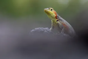 Images Dated 3rd January 2016: Lava Lizard (Microlophus indefatigabilis) female on a rock. Santa Cruz, Galapagos Islands