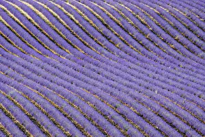 Lavender (Lavandula sp) field, aerial view, near Greoux-les-Bains Lavender (Lavandula sp) field, aerial view, near Greoux-les-Bains