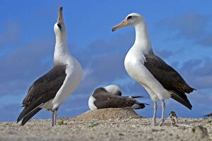 Images Dated 16th December 2010: Laysan albatross (Phoebastria immutabilis), courtship ritual, Eastern island, Midway