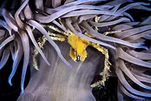 Leach's spider crab (Inachus phalangium) sheltering beneath the stinging tentacles of Leach's spider crab (Inachus phalangium) sheltering beneath the stinging tentacles of