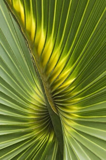 Images Dated 15th January 2009: Detail of leaf of Cabbage Palmetto (Sabal palmetto) Sanibel Island, Florida, USA