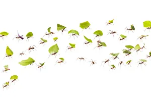 Leaf-cutter ants (Atta cephalotes) carrying pieces of leaf that they have harvested Leaf-cutter ants (Atta cephalotes) carrying pieces of leaf that they have harvested