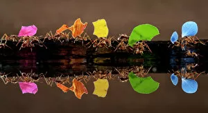 Insecta Collection: Leaf cutter ants (Atta sp) carrying colourful plant matter, reflected in water, Laguna del Lagarto