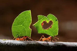 Invertebrate Gallery: Leaf cutter ants (Atta sp) carrying plant matter, Costa Rica