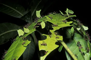 Leaf cutting ants (Atta cephalotes) cutting pieces of leaf, rainforest habitat, Costa Leaf cutting ants (Atta cephalotes) cutting pieces of leaf, rainforest habitat, Costa