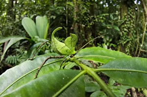 Leaf katydid (Cycloptera speculata) Yasuni National Park, Amazon Rainforest, Ecuador Leaf katydid (Cycloptera speculata) Yasuni National Park, Amazon Rainforest, Ecuador