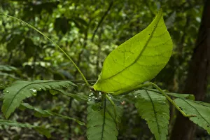 Leaf katydid (Cycloptera speculata) camouflaged on leaf, Yasuni National Park Leaf katydid (Cycloptera speculata) camouflaged on leaf, Yasuni National Park