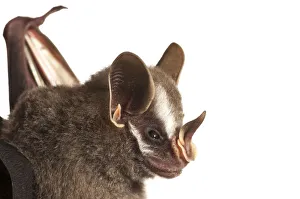 Phyllostomidae Gallery: 